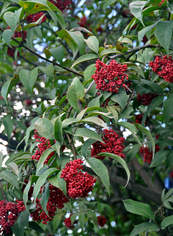 Изображение особи Sambucus racemosa.