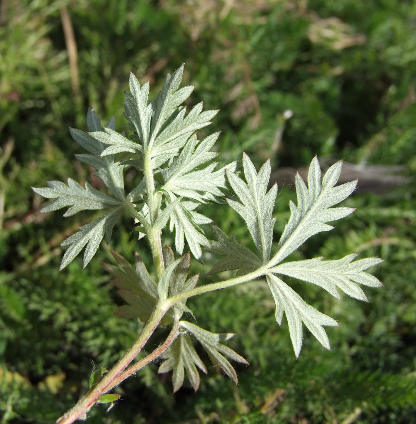 Изображение особи Potentilla argentea.