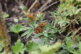 Trifolium lupinaster