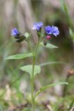 Pulmonaria obscura