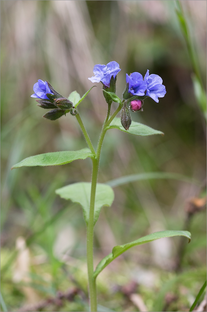 Изображение особи Pulmonaria obscura.