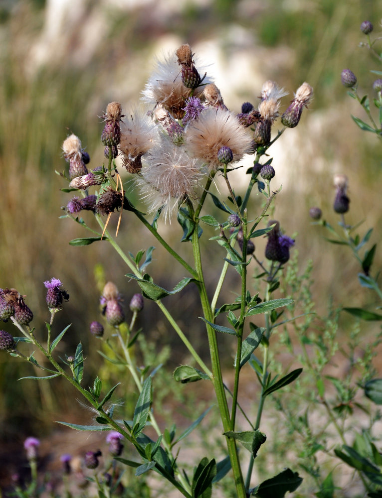 Image of Cirsium setosum specimen.