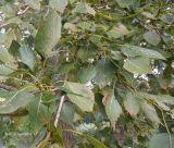 Populus × sibirica