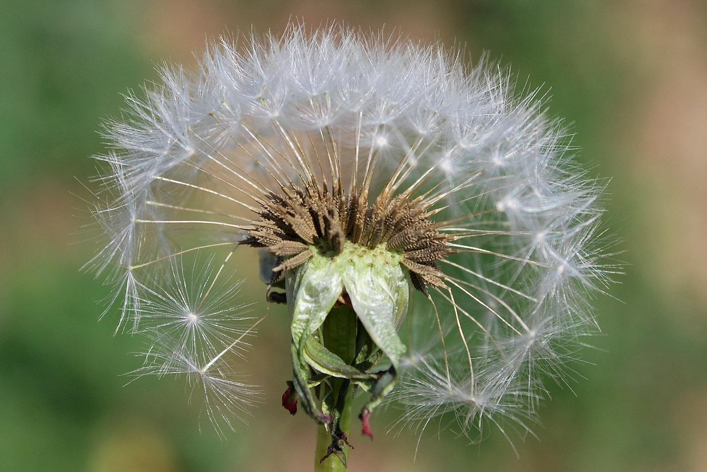 Изображение особи Taraxacum monochlamydeum.