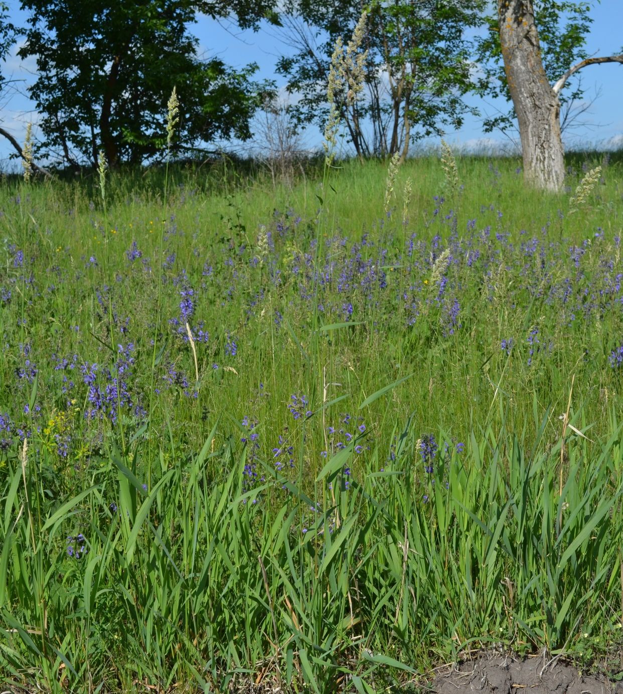 Изображение особи Phalaroides arundinacea.