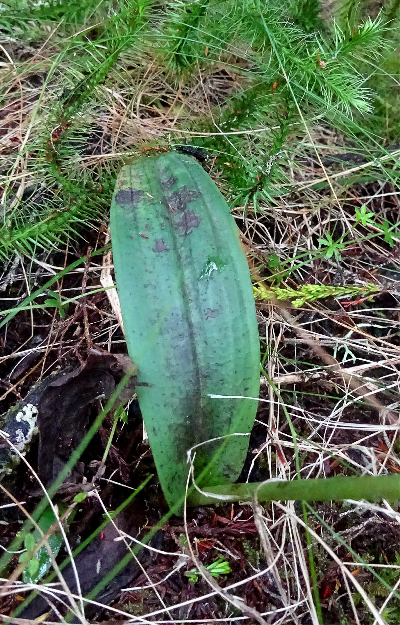 Image of Cynorkis buchananii specimen.