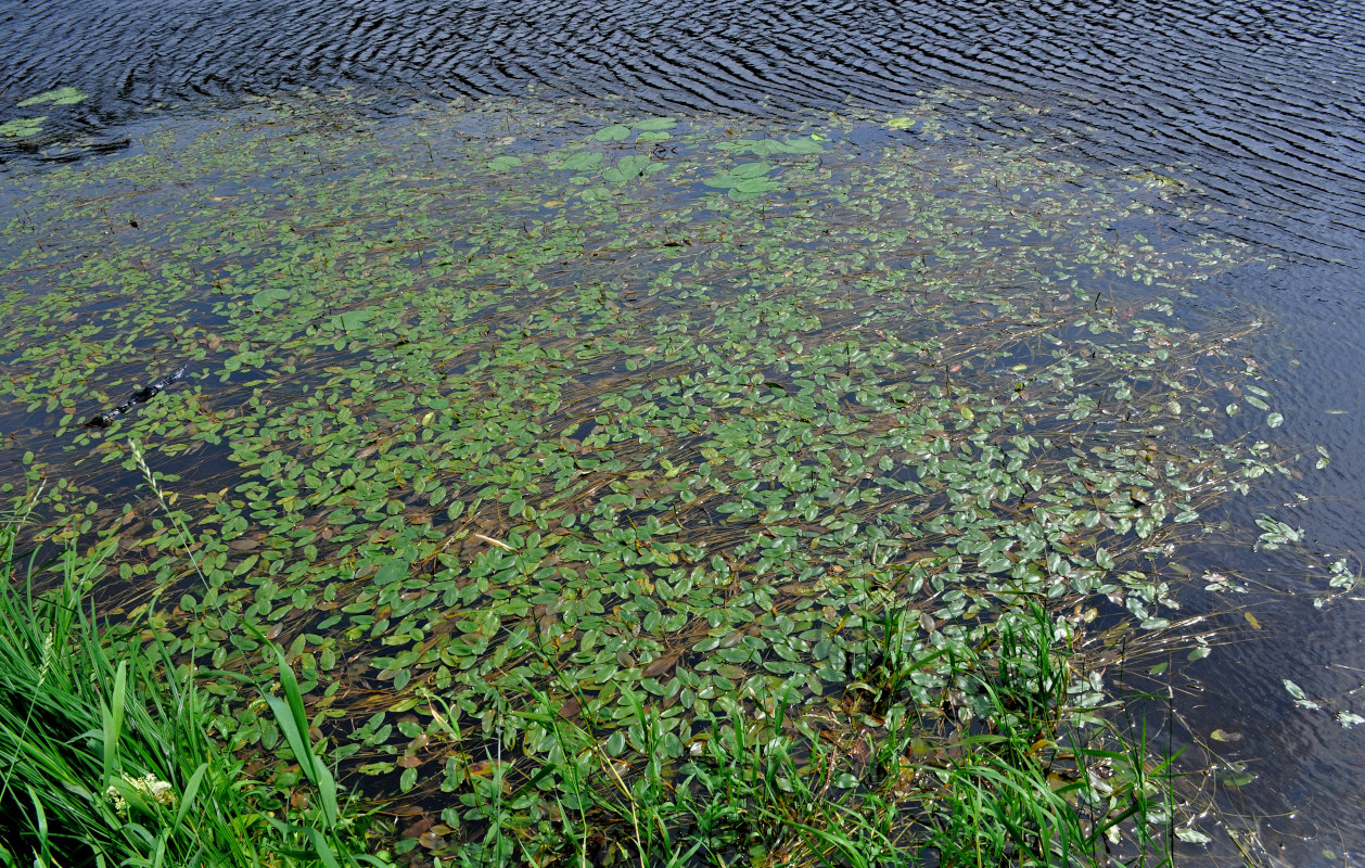 Image of Potamogeton natans specimen.