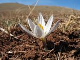 Crocus alatavicus