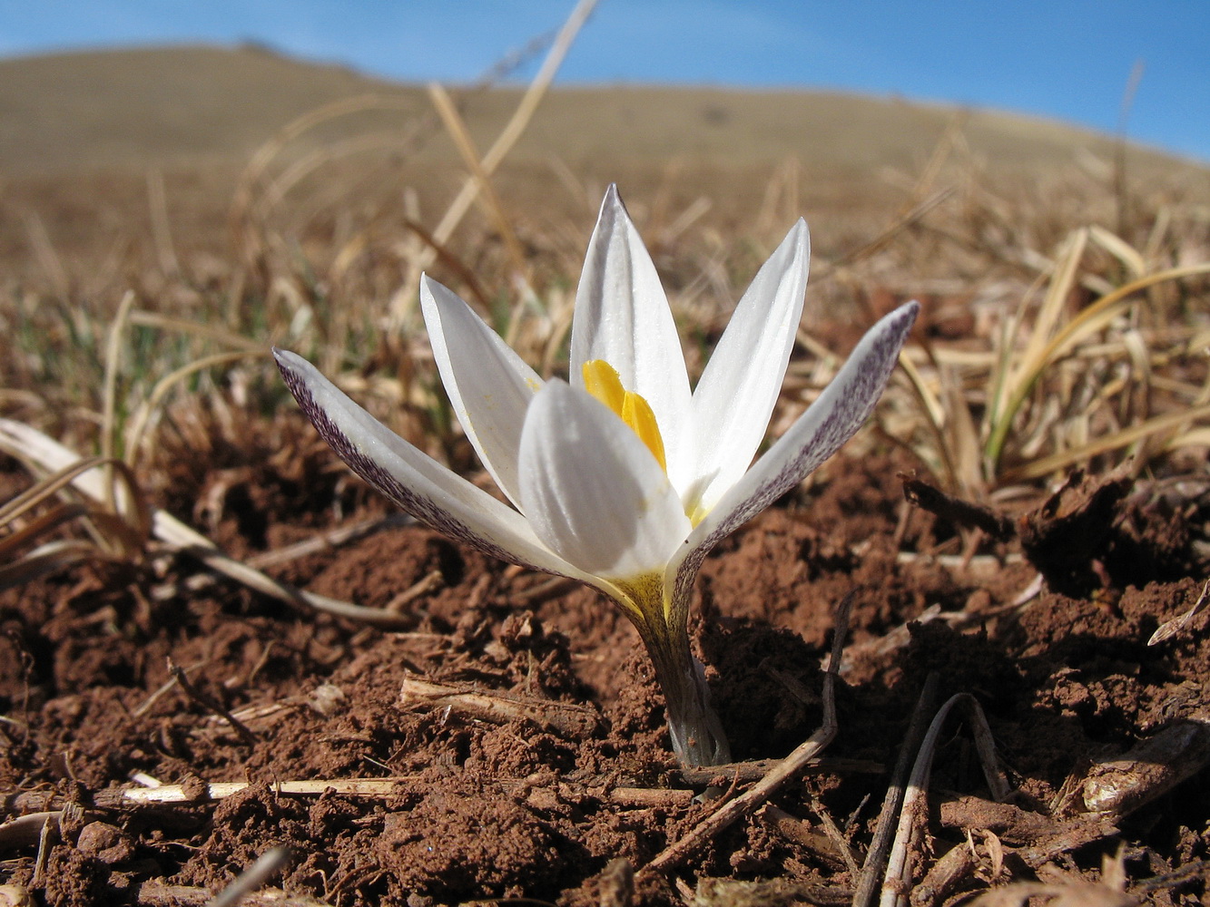 Image of Crocus alatavicus specimen.