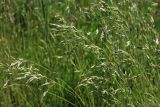 Bromus arvensis