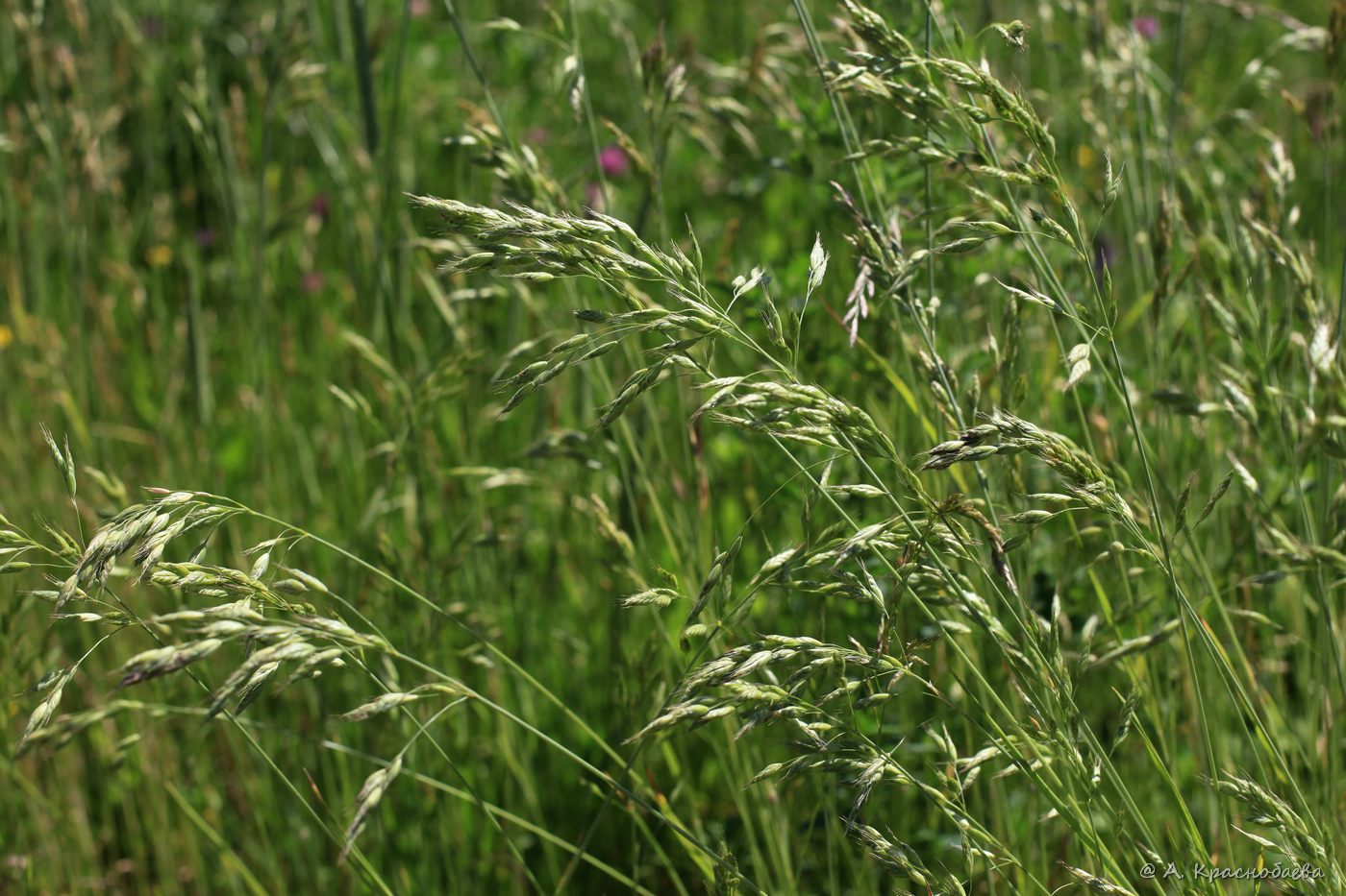 Изображение особи Bromus arvensis.