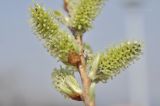 Salix siuzewii