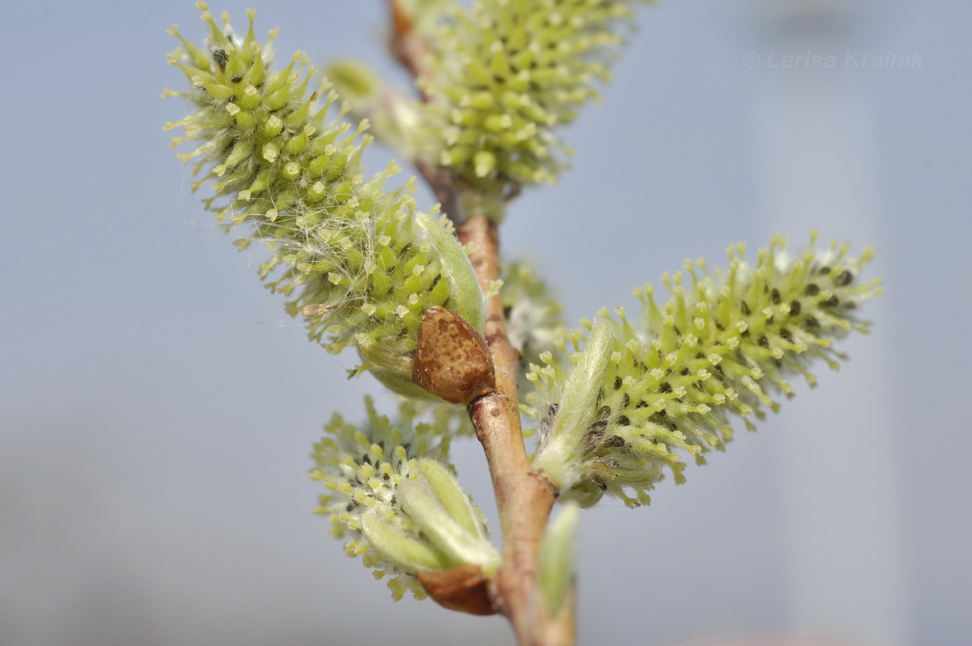 Изображение особи Salix siuzewii.