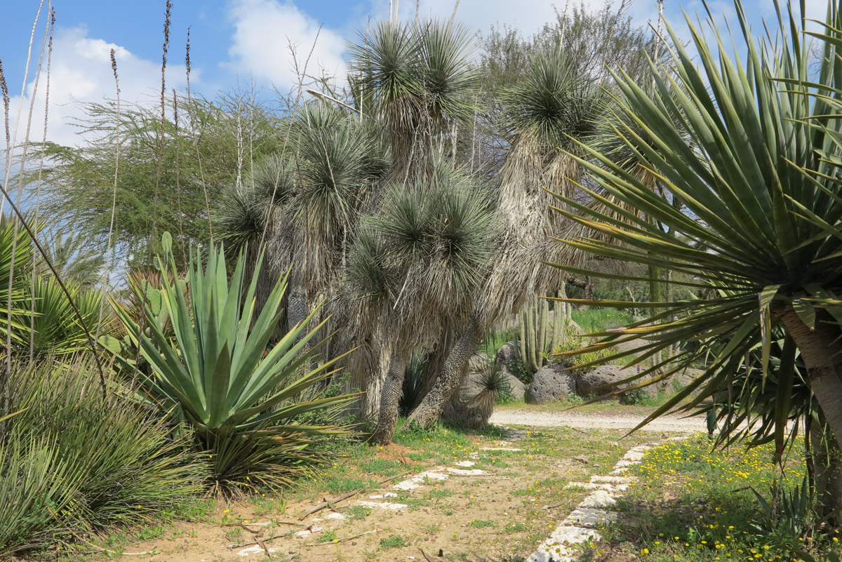 Изображение особи Yucca elata.