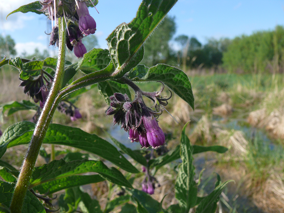 Изображение особи Symphytum officinale.