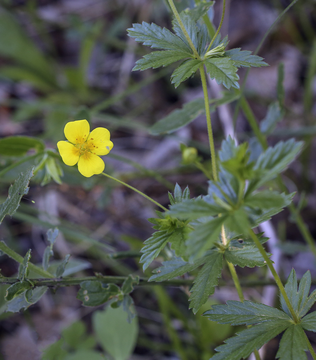 Image of Potentilla erecta specimen.