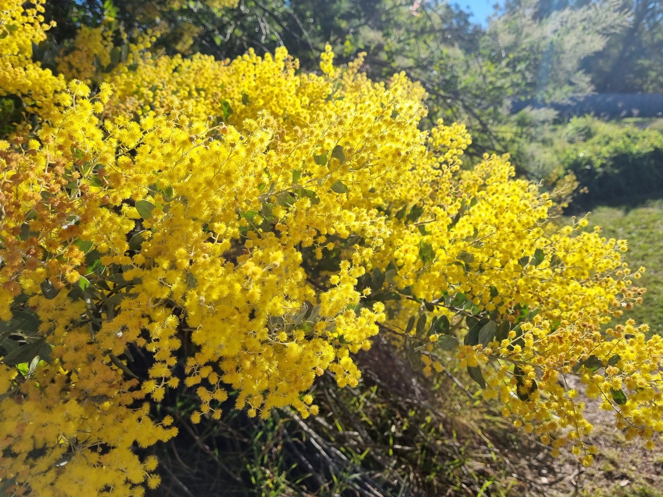 Изображение особи Acacia podalyriifolia.