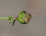 Scrophularia olympica. Незрелый плод. Дагестан, Лакский р-н, окр. с. Шара, сланцевая осыпь. 22 июня 2021 г.