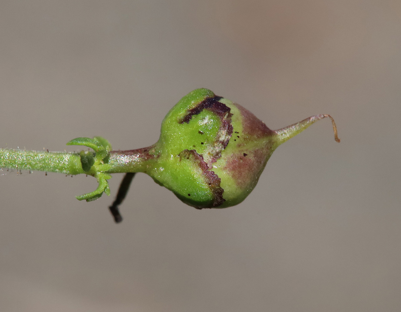 Изображение особи Scrophularia olympica.