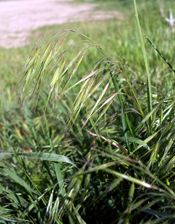 Изображение особи Anisantha tectorum.