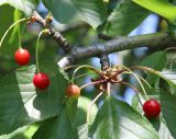 Cerasus avium