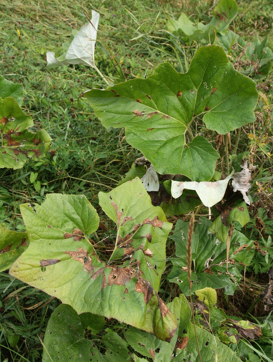 Image of Petasites spurius specimen.