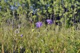 Scabiosa lachnophylla. Верхушка цветущего и плодоносящего растения. Приморский край, Уссурийский гор. округ, окр. с. Монакино, луг на небольшой сопке. 09.09.2021.