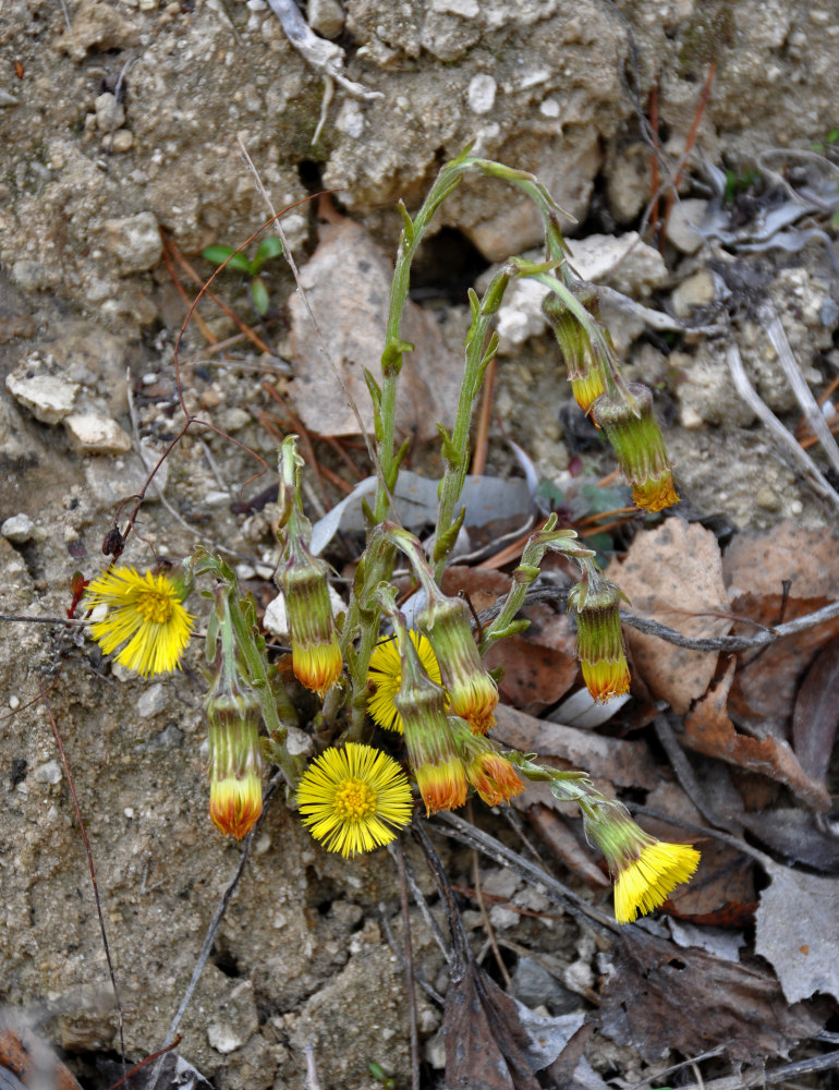 Image of Tussilago farfara specimen.