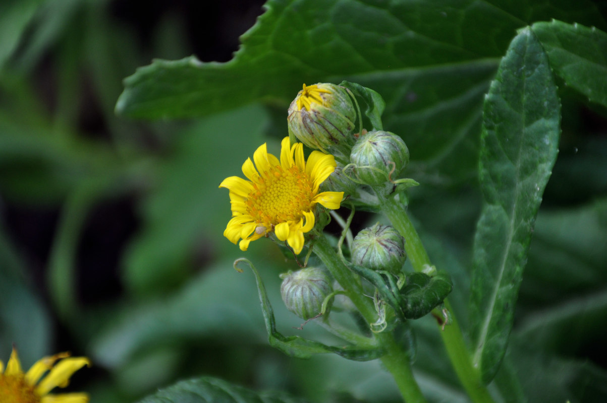 Image of Senecio pseudoarnica specimen.