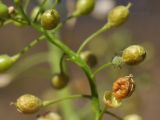 Rorippa globosa. Часть соплодия с вскрывшимся плодом и питающейся тлёй. Приморский край, Уссурийский гор. округ, окр. с. Монакино, берег ручья. 17.10.2021.