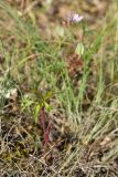 Geranium columbinum. Цветущее растение. Крым, Керченский п-ов, Ленинский р-н, окр с. Осовины, мыс Газан, степь, задернованное обнажение известняка, на моховой подушке. 28.05.2021.