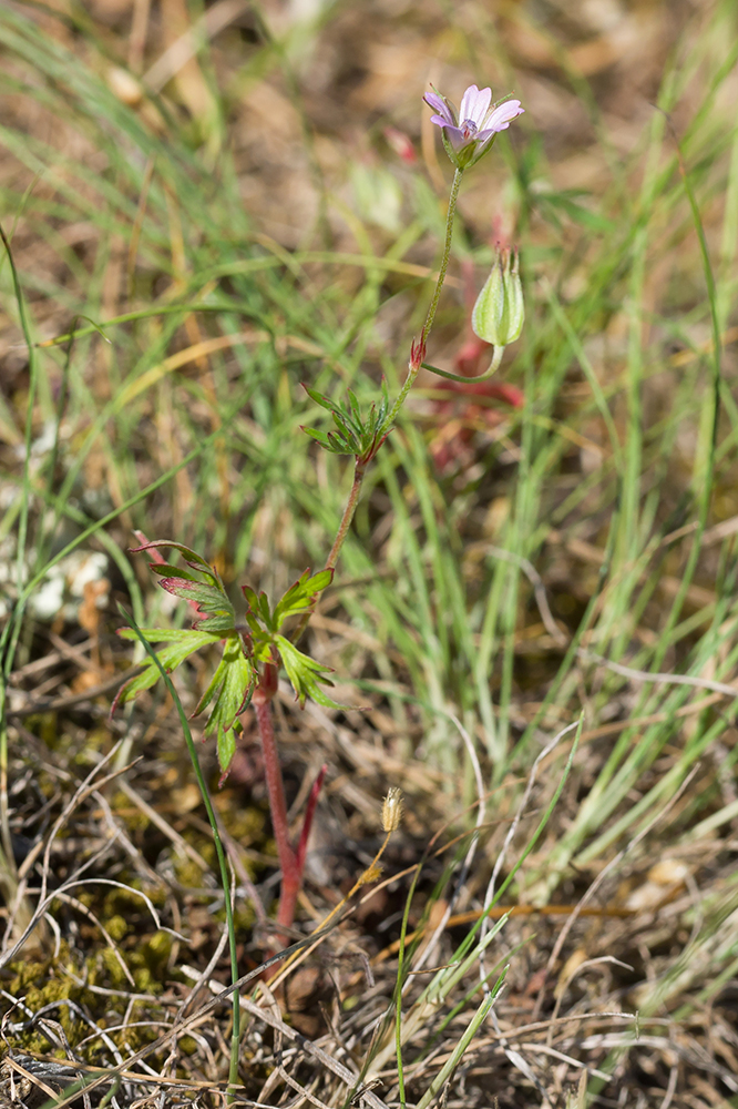 Image of Geranium columbinum specimen.