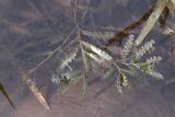 Potamogeton crispus