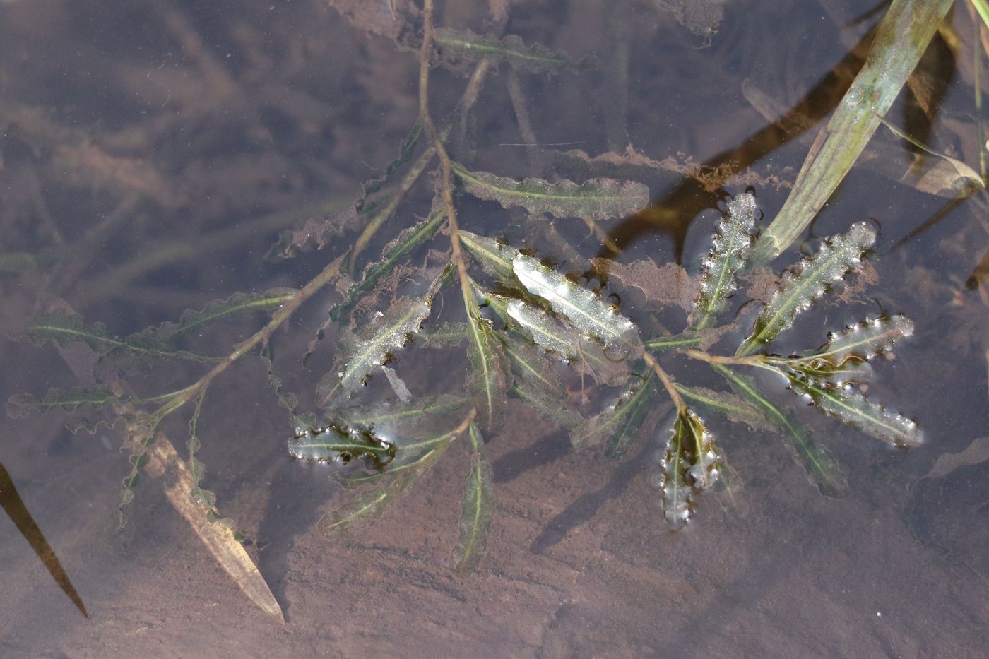 Image of Potamogeton crispus specimen.