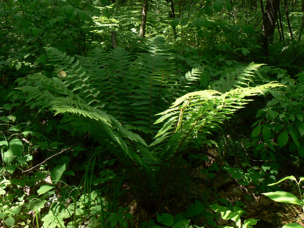 Изображение особи Dryopteris crassirhizoma.