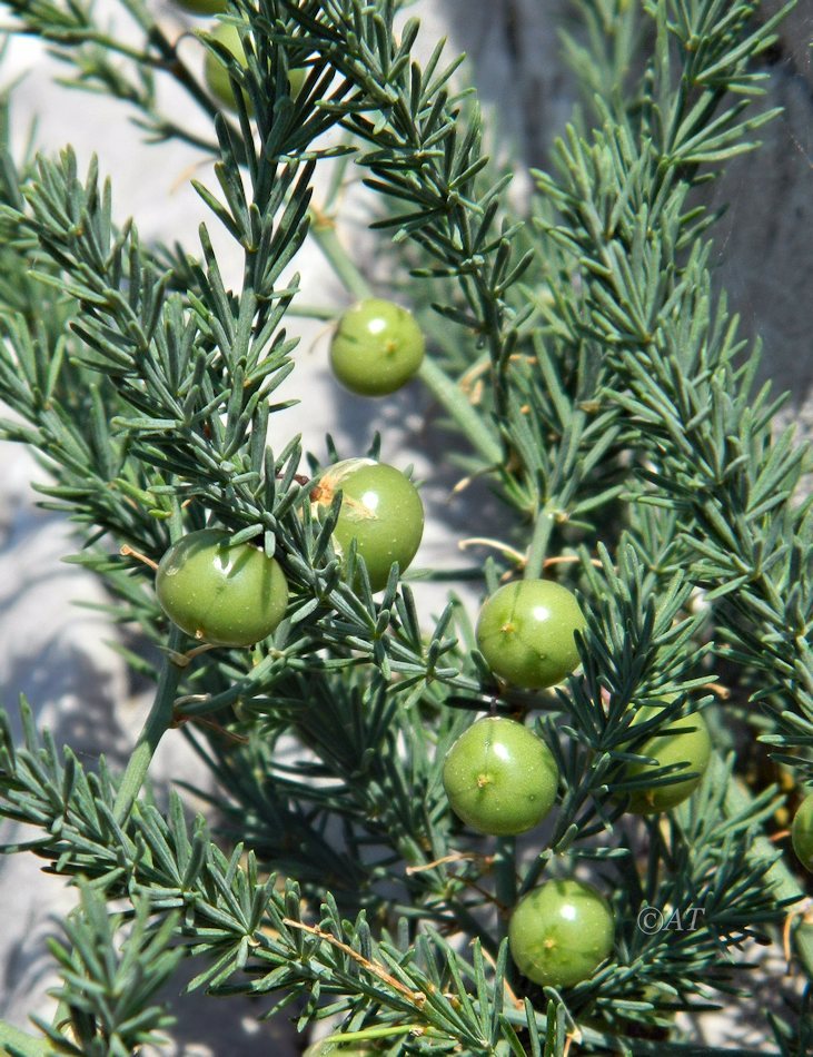 Image of Asparagus officinalis ssp. prostratus specimen.