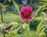 Malope trifida. Верхушка цветущего растения в каплях дождя. Москва, Воробьёвы горы, Ботанический сад МГУ, в культуре. 01.09.2021.