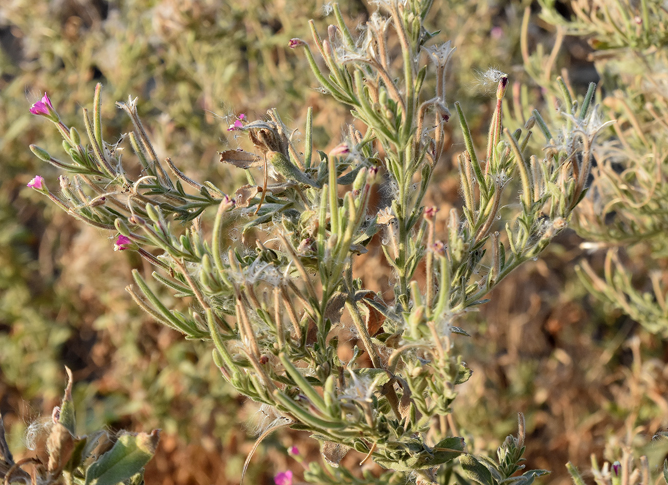 Изображение особи Epilobium villosum.