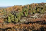 Pinus sibirica. Молодые деревья и подрост в составе берёзового редколесья. Мурманская обл., окр. г. Мурманск, склон СЗ экспозиции, кустарничково-вороничное берёзовое редколесье. 20.09.2021.