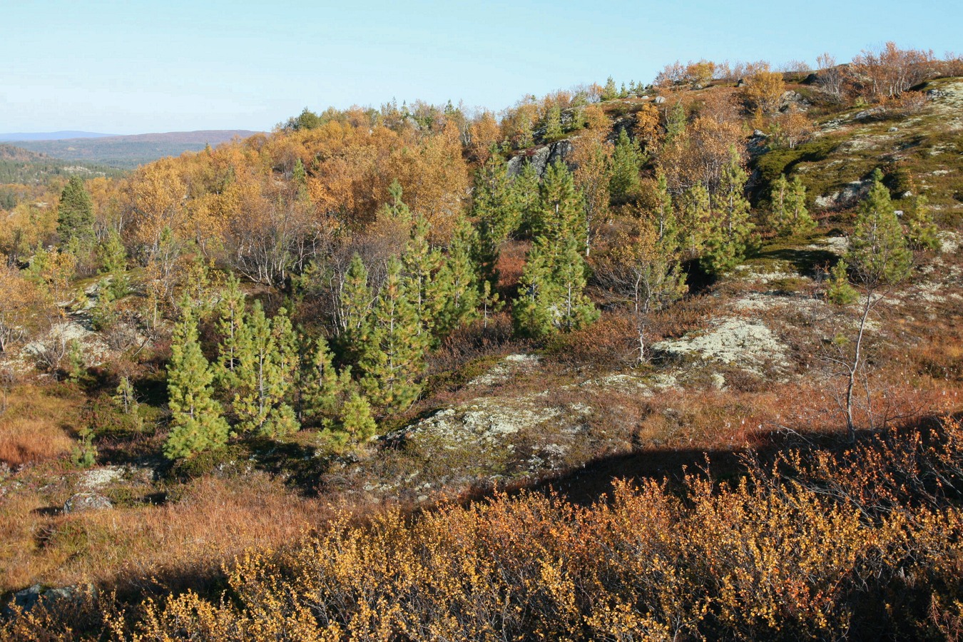 Изображение особи Pinus sibirica.