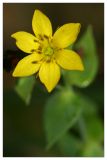 Blackstonia acuminata