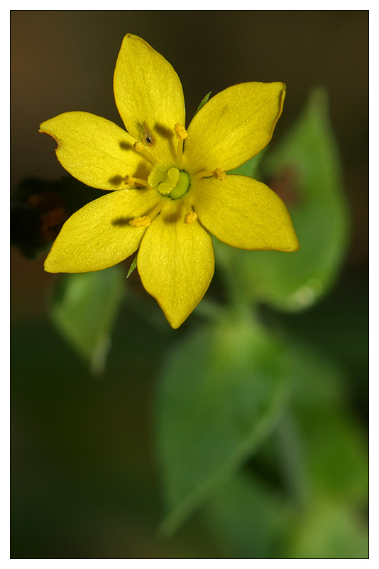 Image of Blackstonia acuminata specimen.