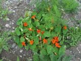 Tropaeolum majus