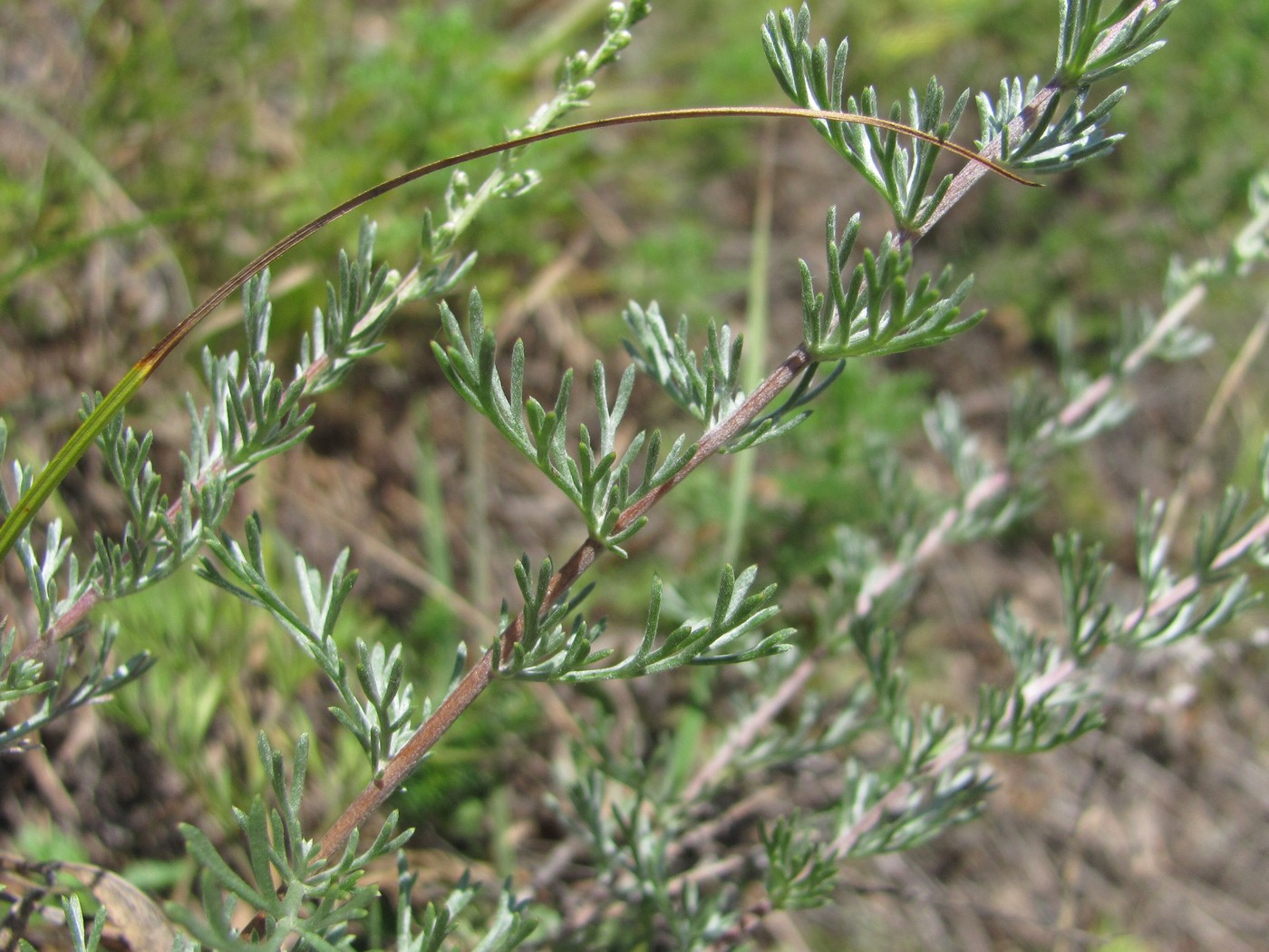 Image of genus Artemisia specimen.