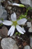 Cerastium hemschinicum. Цветок. Республика Северная Осетия-Алания, Ирафский р-н, Большой Кавказ, левый склон долины р. Бартуидон, ≈ 2020 м н.у.м., сосново-берёзовый лес, каменистый берег реки. 10.07.2021.