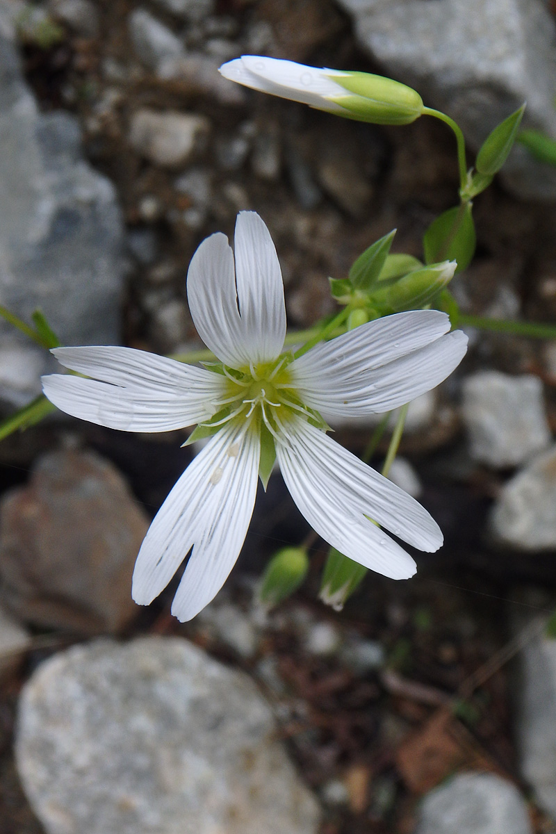 Image of Cerastium hemschinicum specimen.