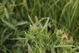 Cirsium vulgare. Верхушка побега с развивающимися соцветиями. Калужская обл., Боровский р-н, окраина дер. Сатино, дол. р. Протва, луг. 3 июля 2020 г.