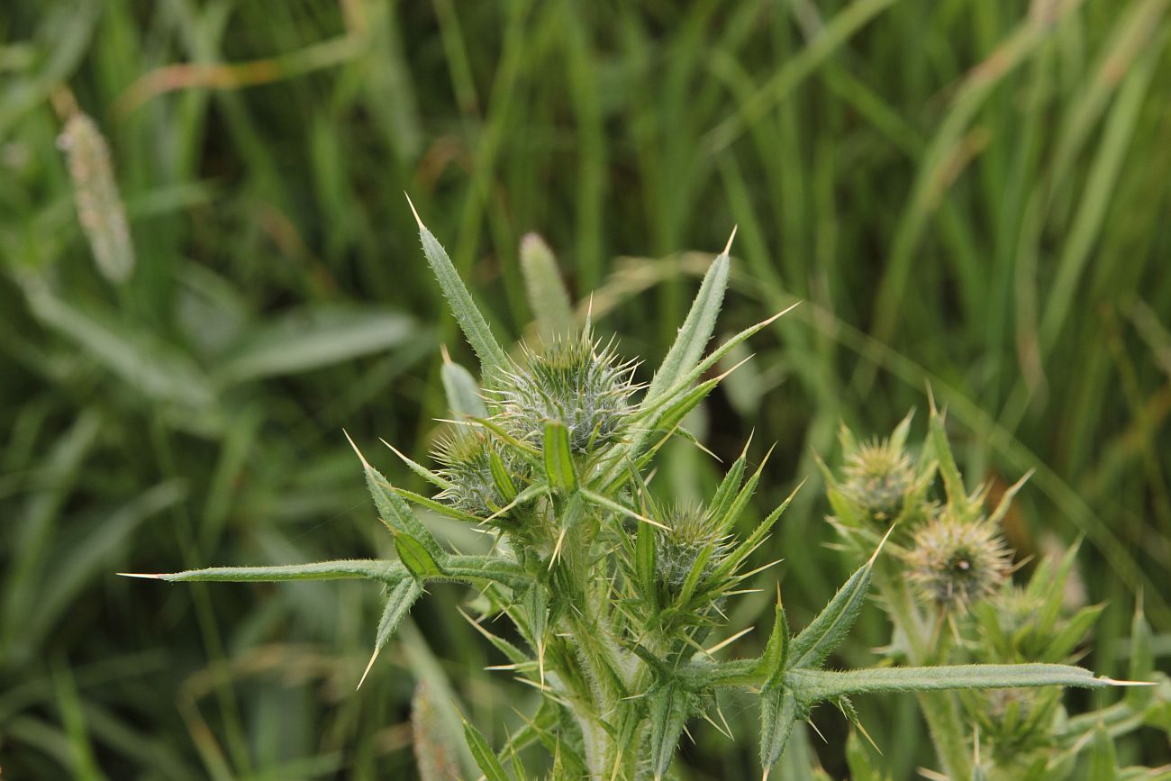 Изображение особи Cirsium vulgare.