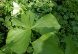 Trillium flexipes