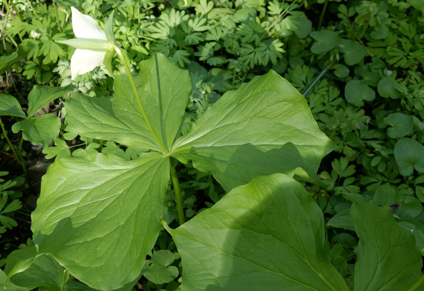 Image of Trillium flexipes specimen.